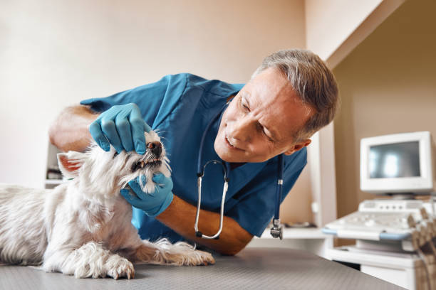 Best Emergency Gum Treatment in Clatskanie, OR